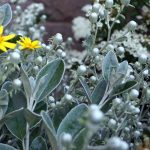 in a sea of grey leaves, some yellow flowers bloom