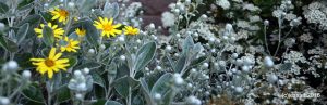 in a sea of grey leaves, some yellow flowers bloom