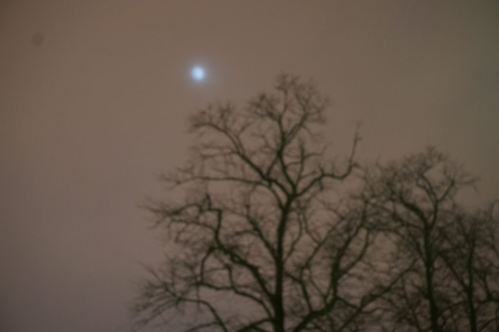 a wintery night sky including a pale moon and a tree