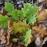 autumn leaves