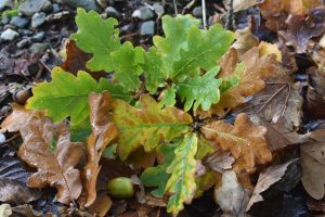 autumn leaves