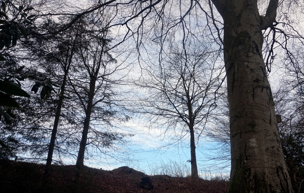 Trees against the sky, the tress are bare, and there is a patch of blue sky behind them