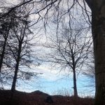 Trees against the sky, the tress are bare, and there is a patch of blue sky behind them