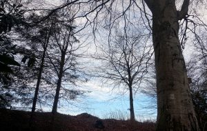 Trees against the sky, the tress are bare, and there is a patch of blue sky behind them