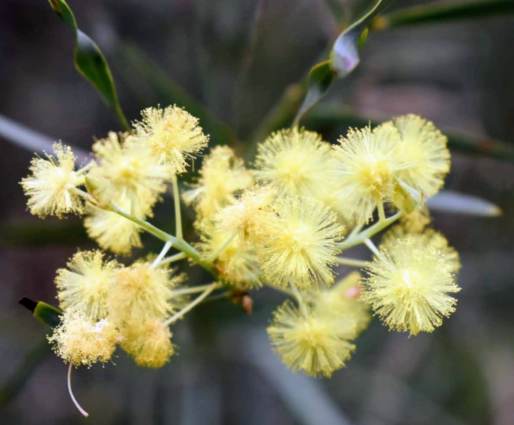 pretty yellow flowers