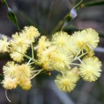 pretty yellow flowers
