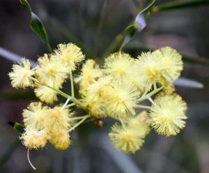 pretty yellow flowers